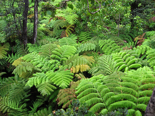 Hapu‘u Tree Fern, Hawai‘i Volcanoes National Park Hapu‘u Tree Fern, Hawai‘i Volcanoes National Park