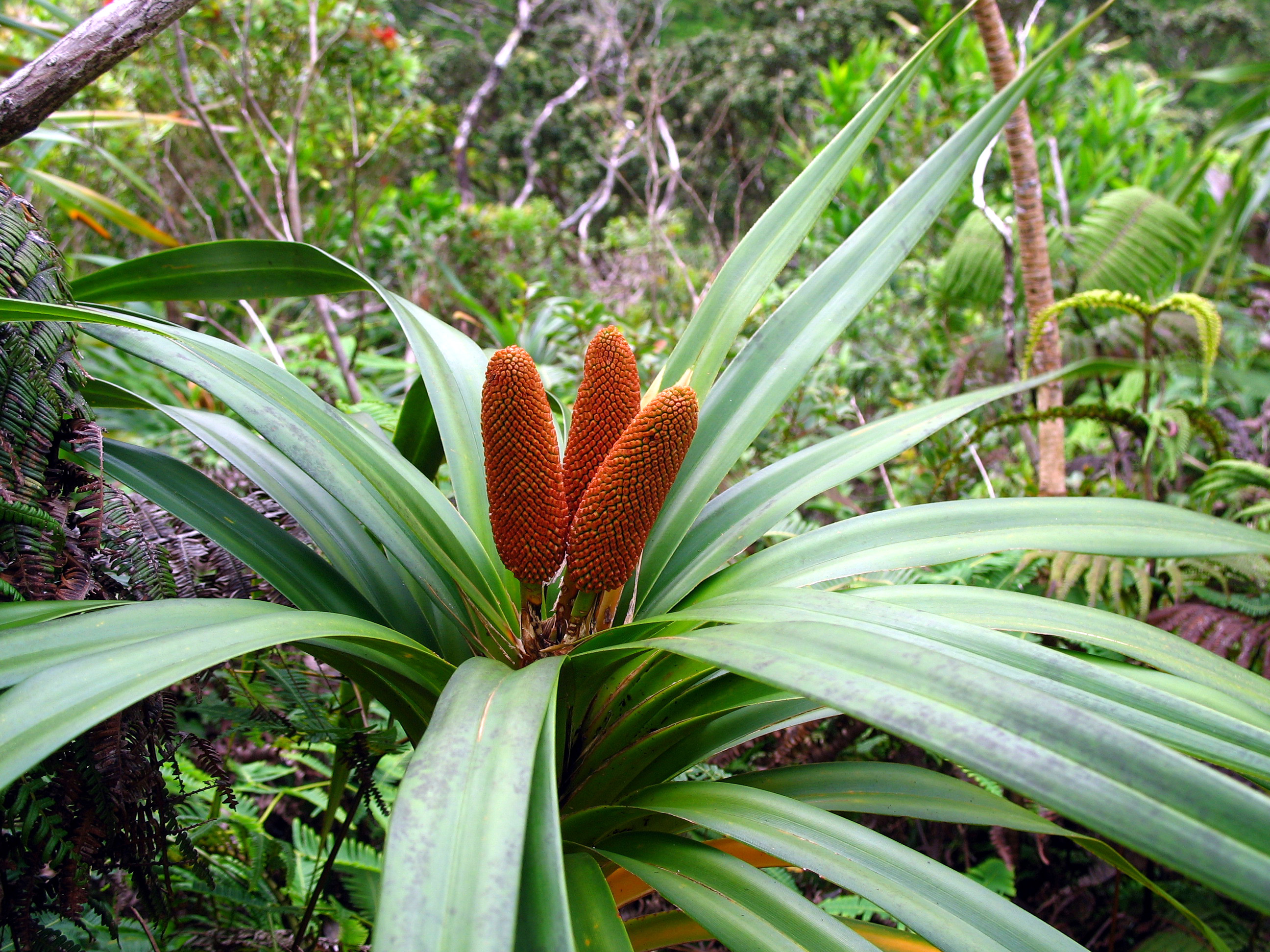 Freycinetia arborea CO 1